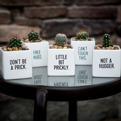 Planters & Pots (Ceramic) - Cube Pot - Cactus series
