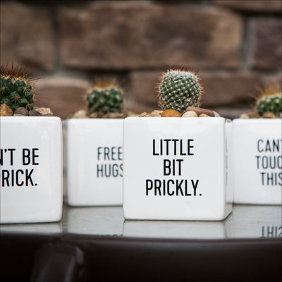 Planters & Pots (Ceramic) - Cube Pot - Cactus series